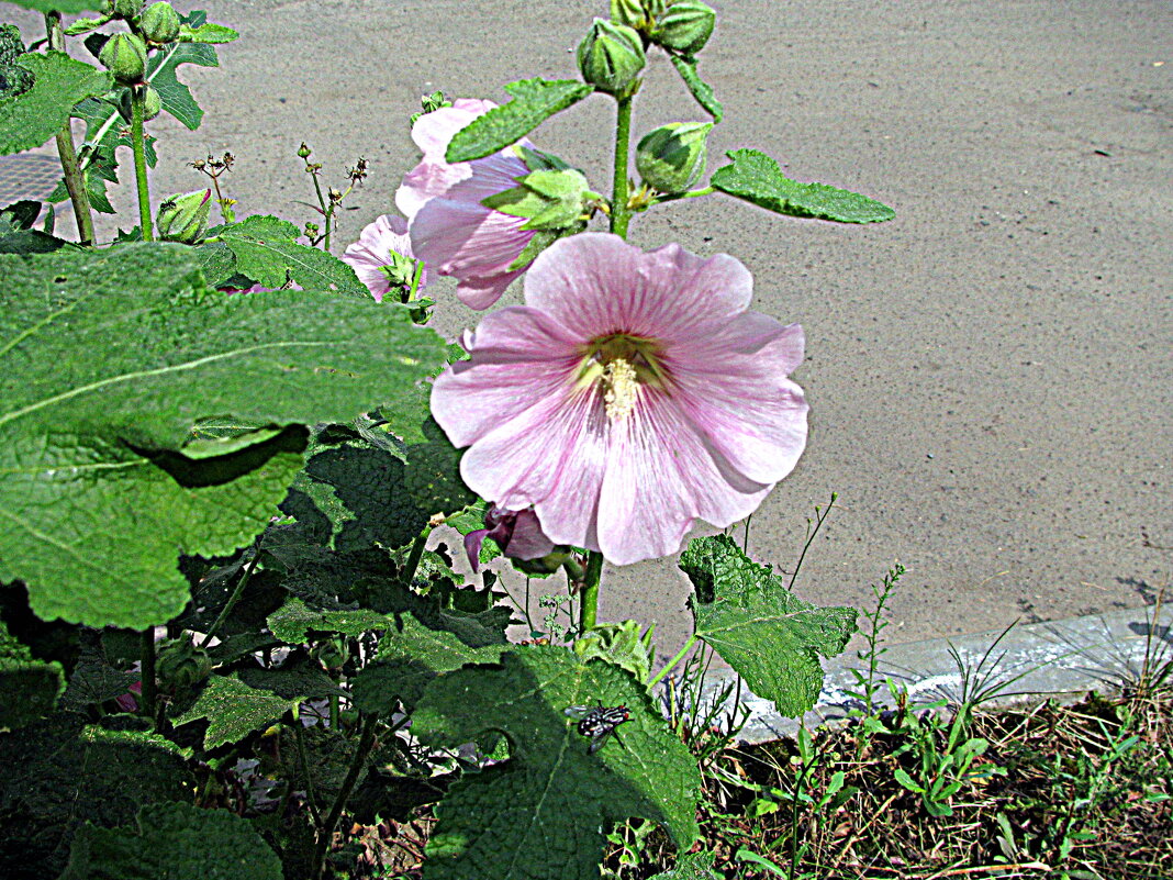 Цветы. - Владимир Драгунский