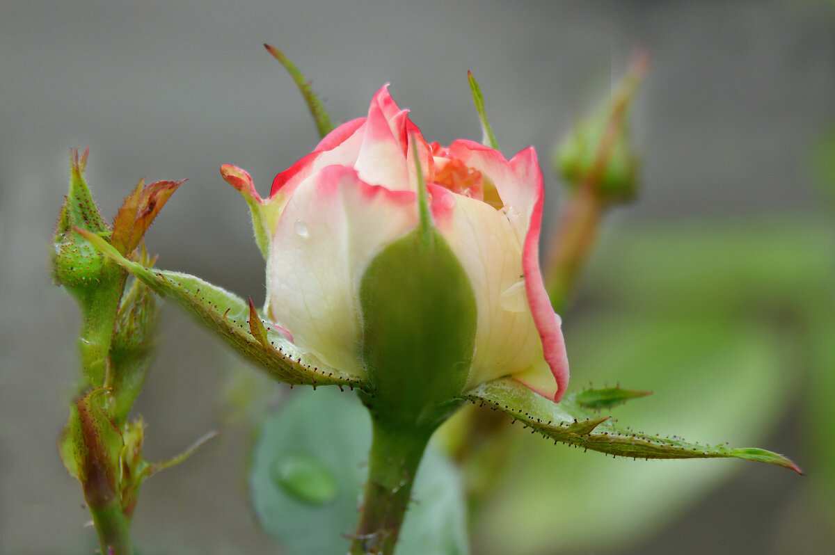 *** - Надежда Куркина 