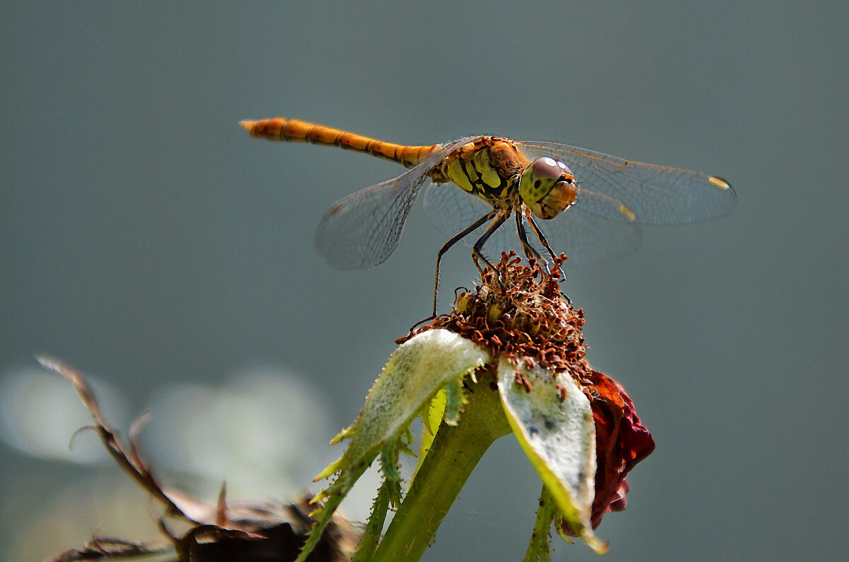 Гостья...прилетела пообедать... - Надежда Куркина Гостья...прилетела пообедать... - Надежда Куркина