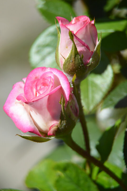 *** - Надежда Куркина 