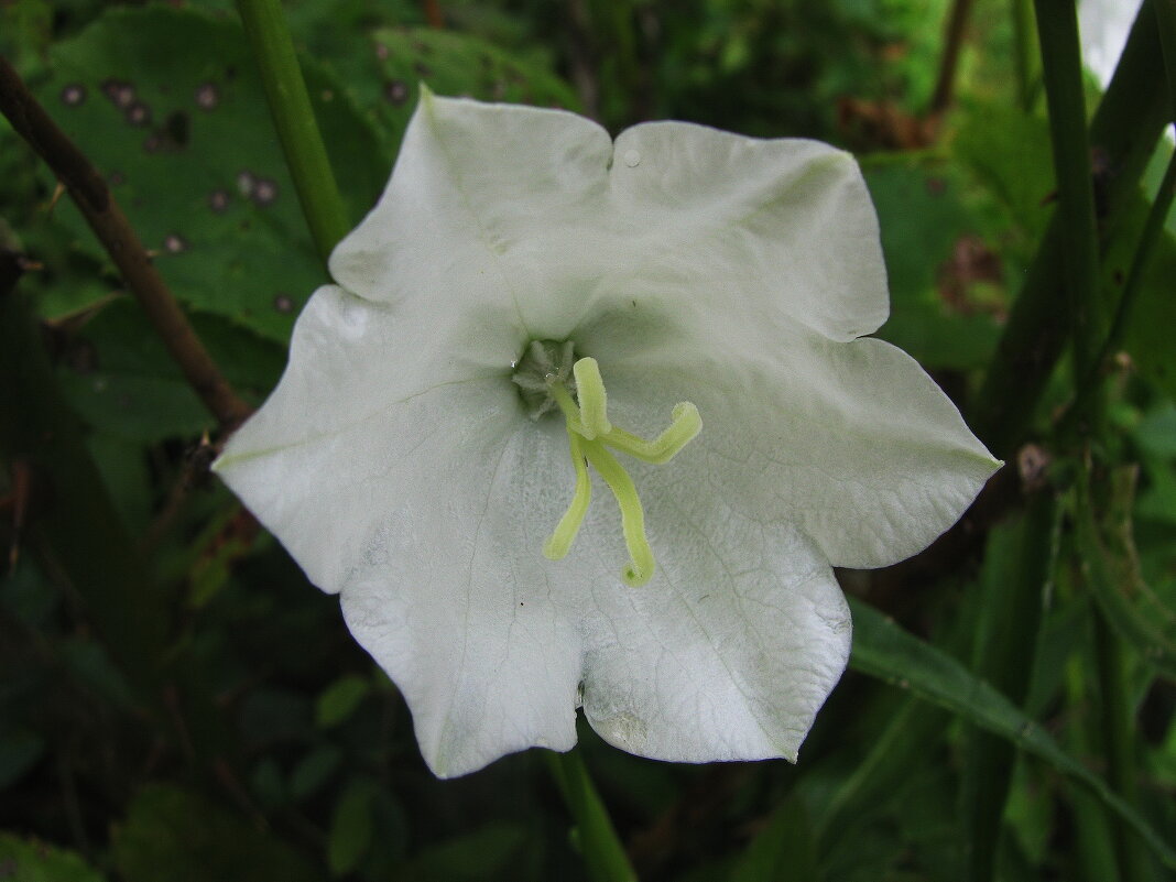 Нежный колокольчик - Людмила Смородинская