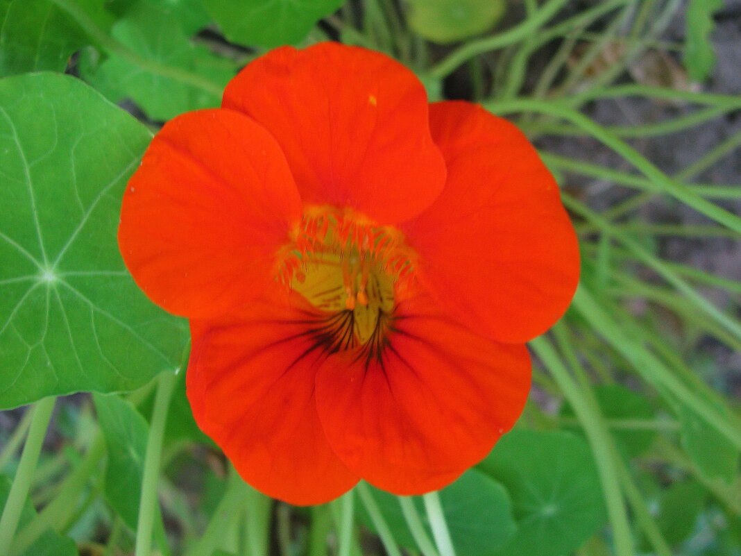 Настурция - Людмила Смородинская