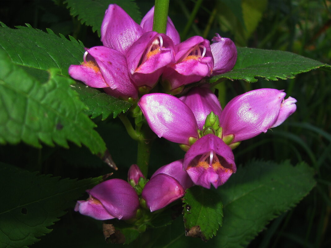 Щас укушу - Людмила Смородинская