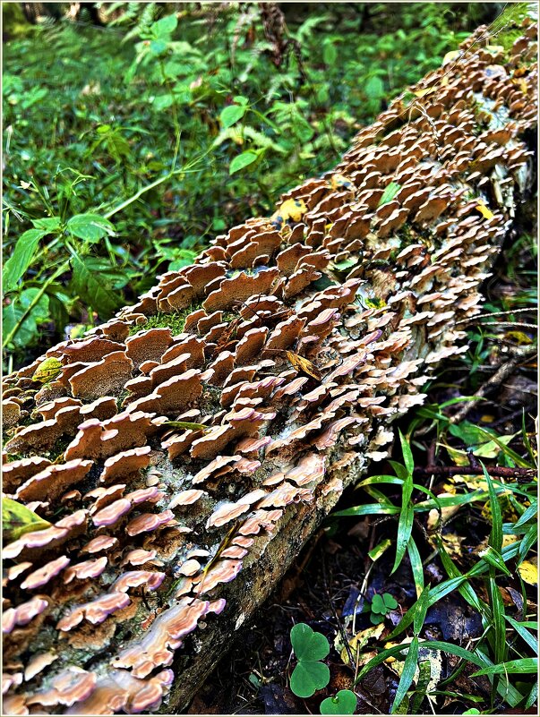 Трутовики. - Валерия Комова