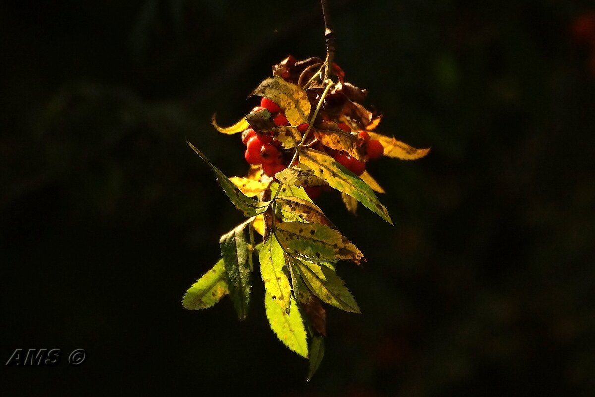 !!!! - kolyeretka !!!! - kolyeretka