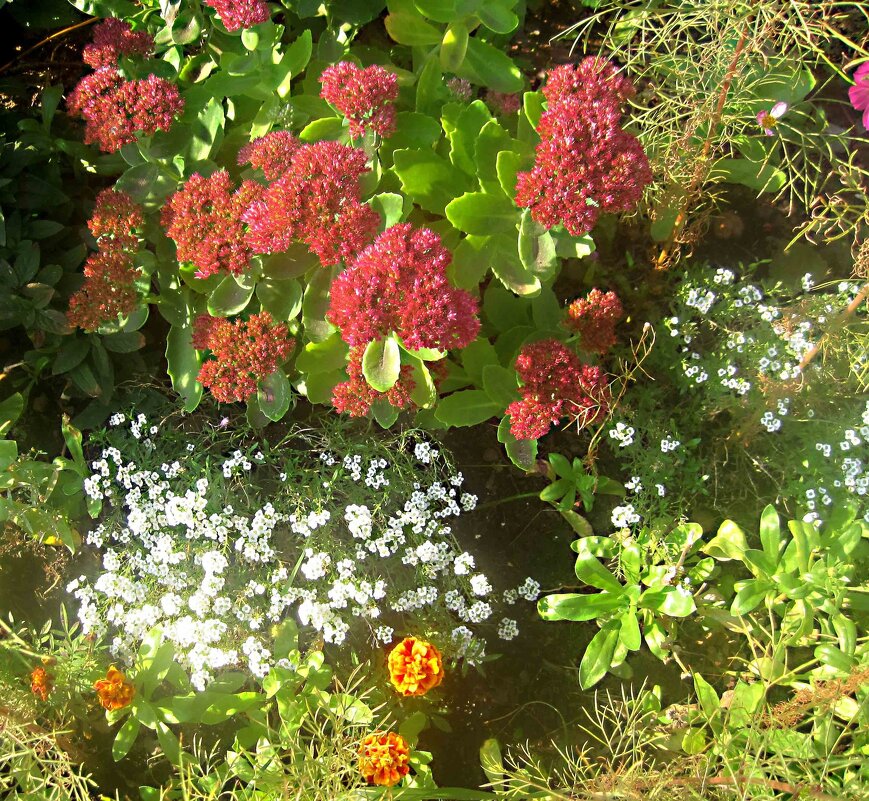 ***** - Елена Семигина