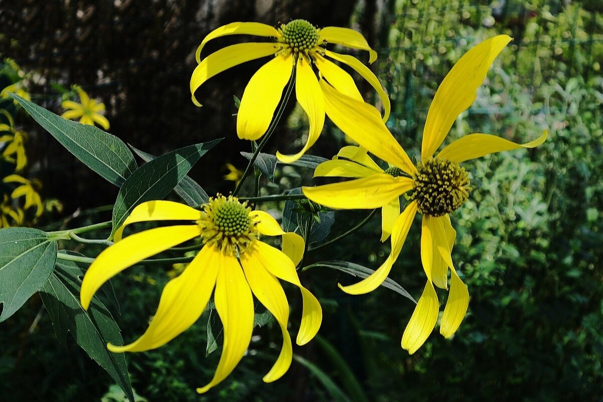 Топинамбур - Рита Симонова