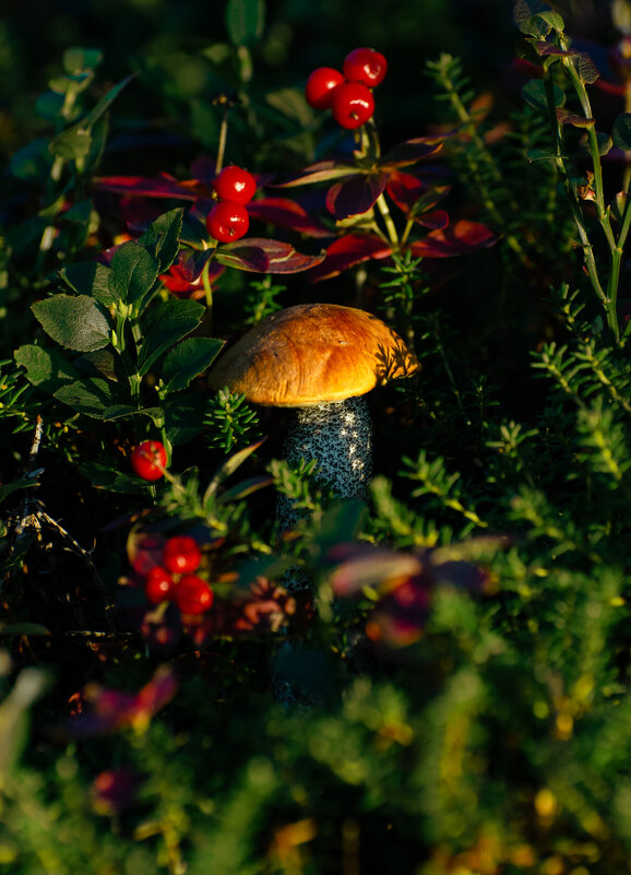 Из серии "Сентябрь" - Sergey 