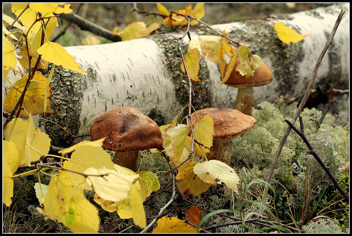 *** - Aleksandr Gal *** - Aleksandr Gal