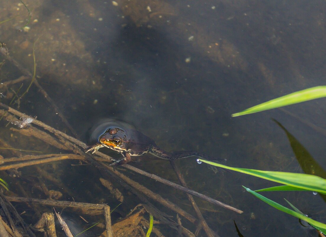 Лягушонок - Алексей Трухин Лягушонок - Алексей Трухин