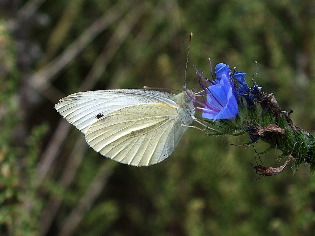 ** - Зоя Мишина