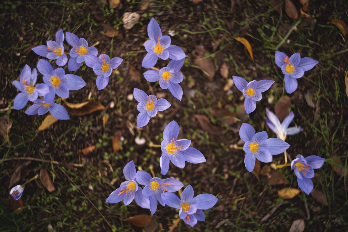 История осенних воскрешений. - Анатолий Щербак