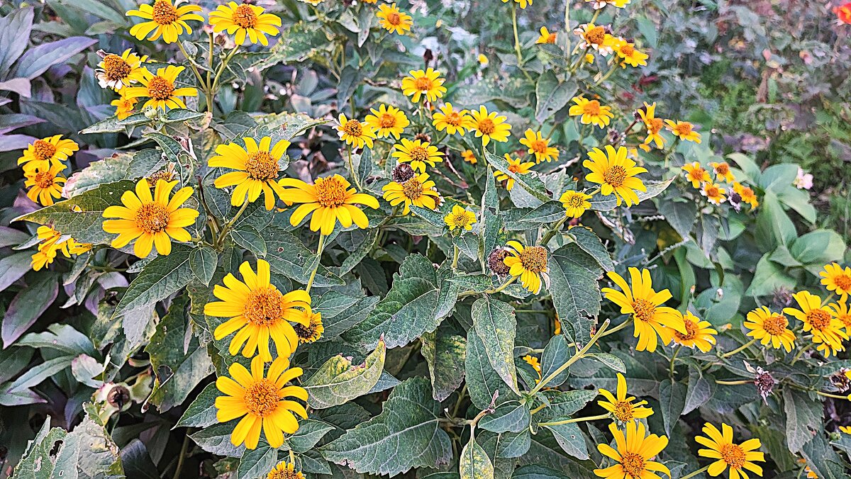 ,,, - Сергей Тимоновский