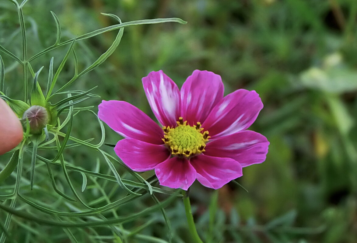Космея. - сергей ермошкин