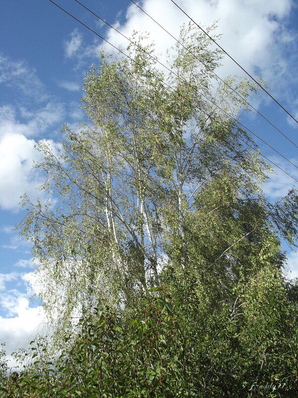 Осенняя берёзка - Freddy 97