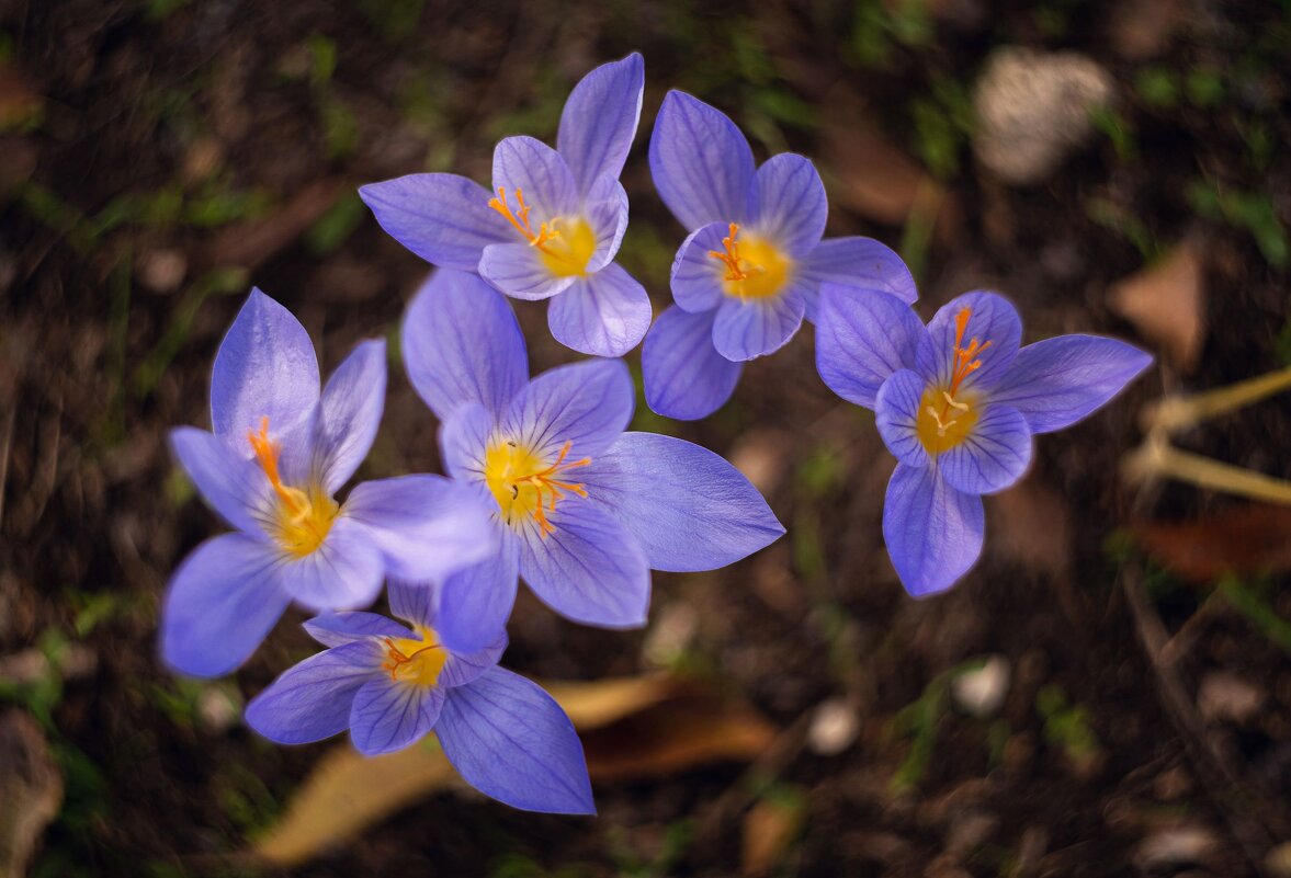 История осенних воскрешений. - Анатолий Щербак История осенних воскрешений. - Анатолий Щербак
