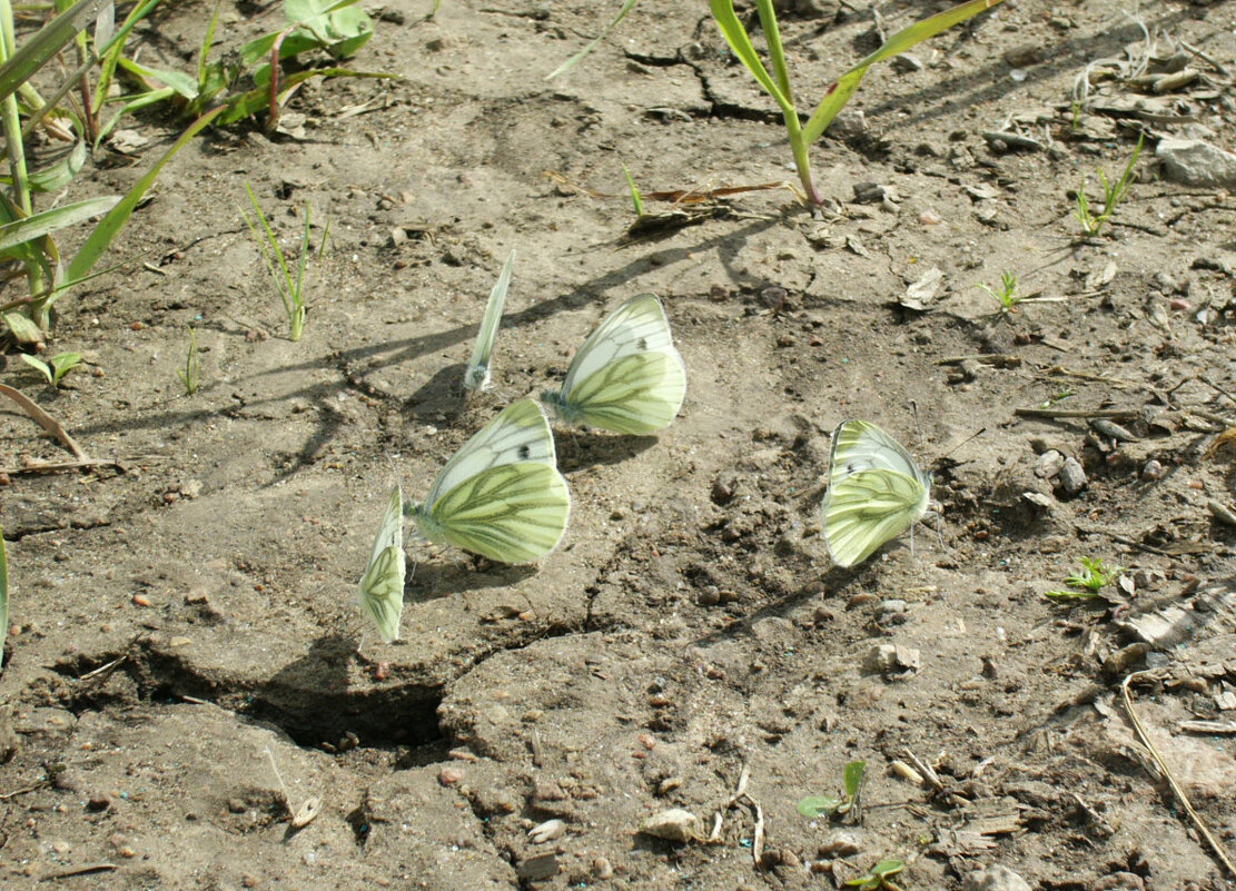 Вспомним нынешнее лето! - Наталья Лунева 