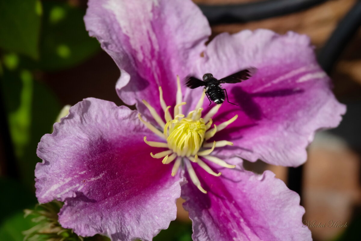 Паря над клематисом... - Николай Гирш