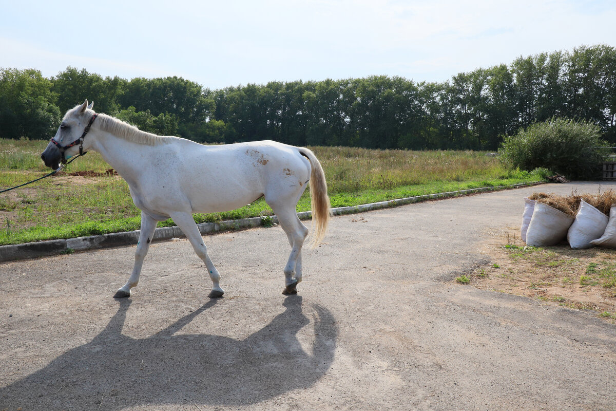 На поводу - Дмитрий Петров