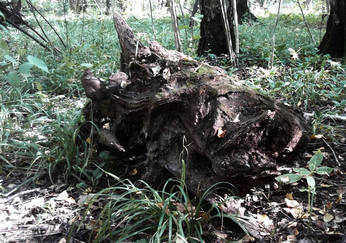 Давно здесь лежит... - Василий Палий
