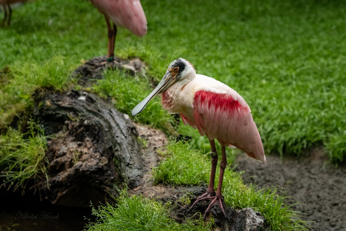 Розовая колпица... - Николай Гирш
