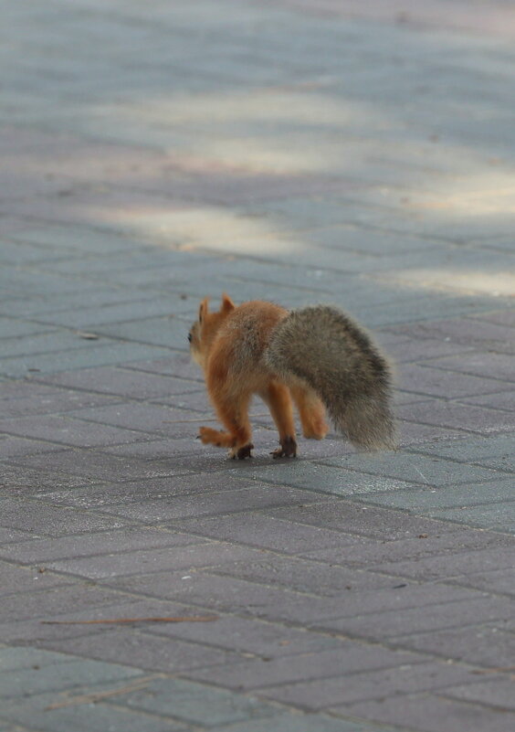 Убегает как в "Леднековом периоде" - Александр Кондаков