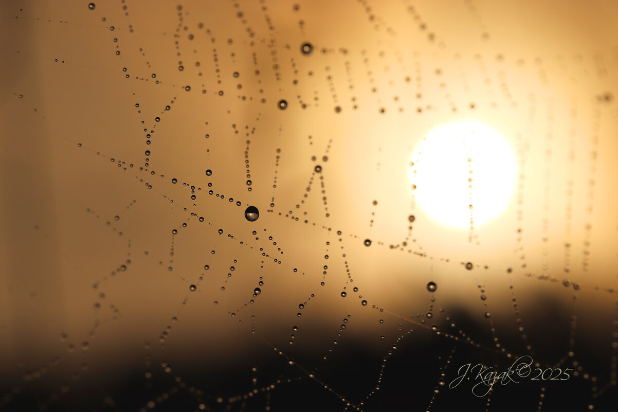 *** - Елена Kазак (selena1965)