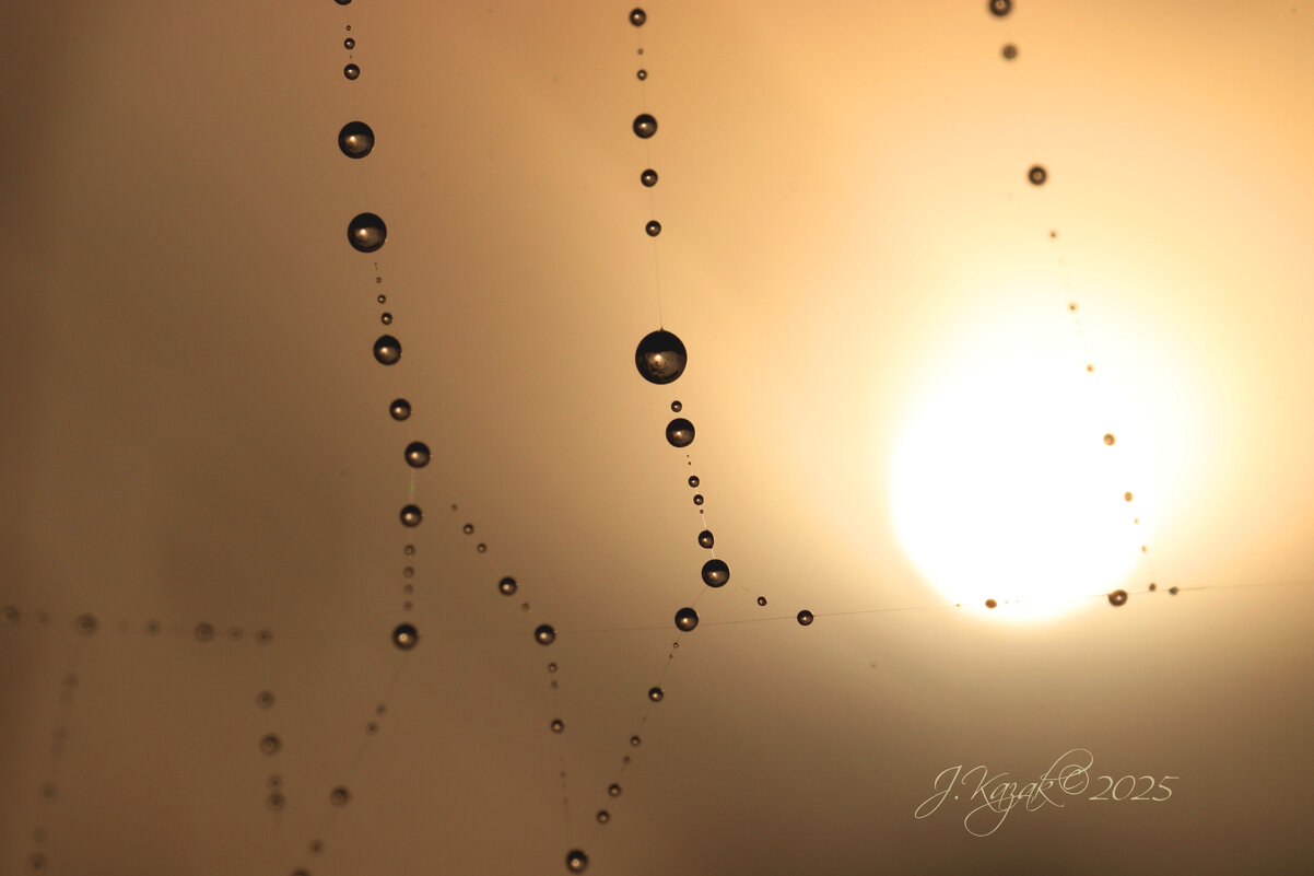 *** - Елена Kазак (selena1965)