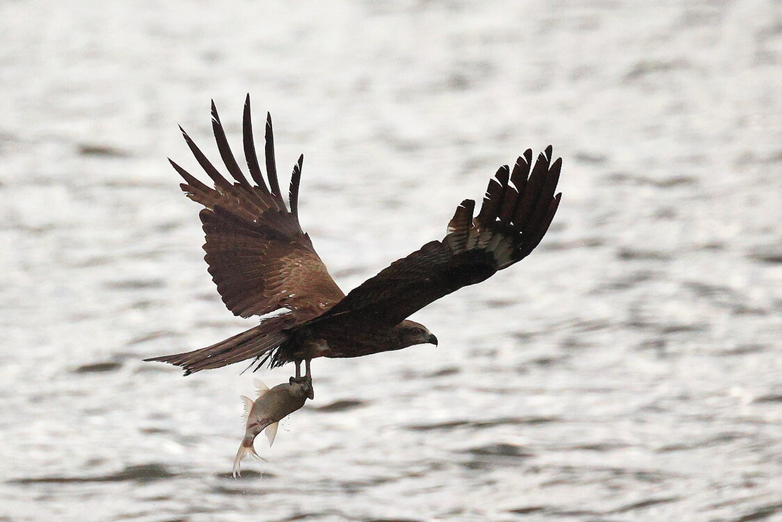 Все улетели,а он остался... - Владилен Панченко