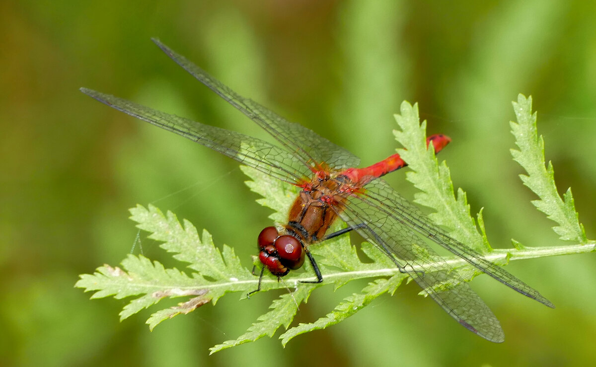 опять про стрекоз 32 - Александр Прокудин