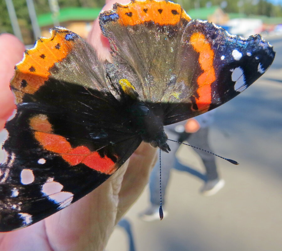 Адмирал-путешественник - Александр Чеботарь Адмирал-путешественник - Александр Чеботарь