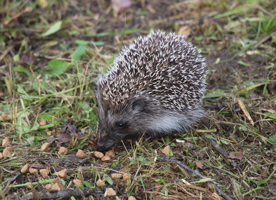 Рядом с нами - Наталья Герасимова