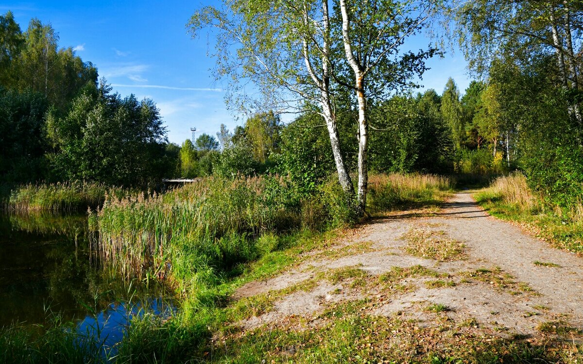 Осенний пейзаж. - Милешкин Владимир Алексеевич 