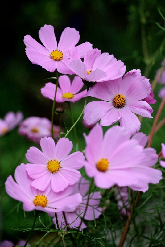 Сентябрь - Наталья Герасимова