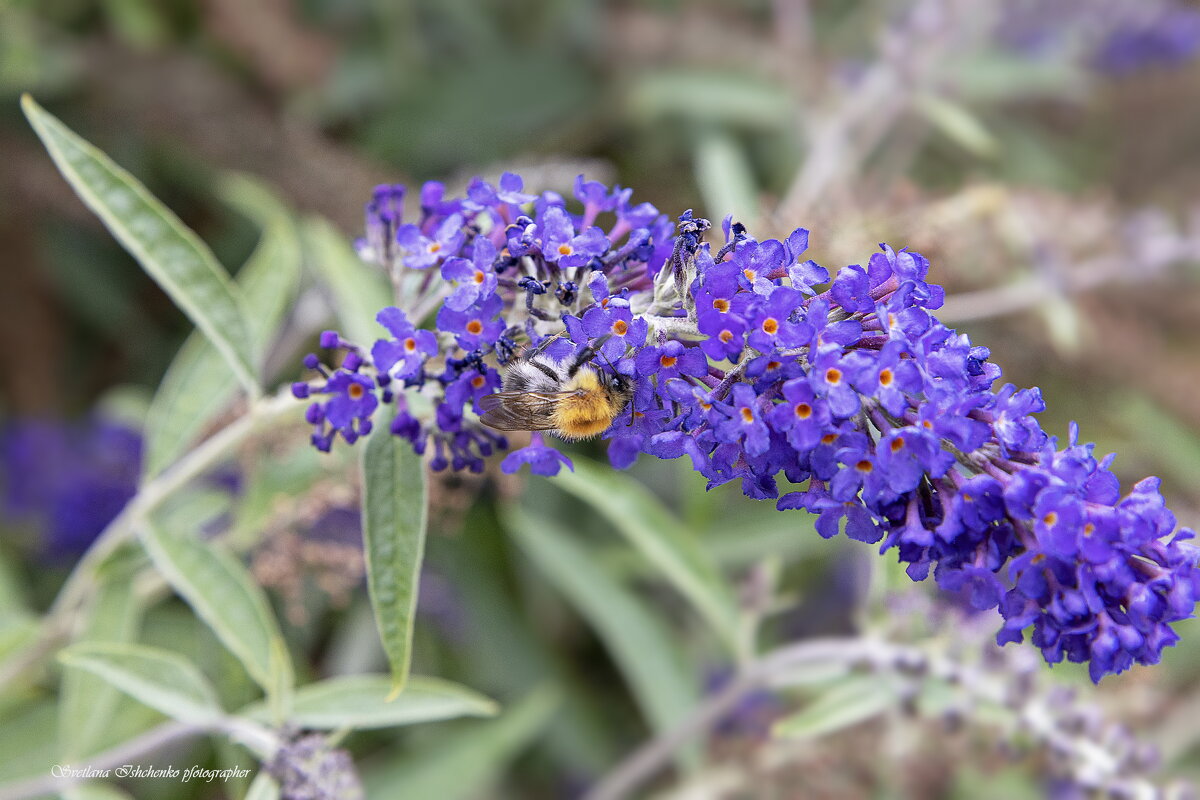 Буддлея Давида - Светлана Ищенко