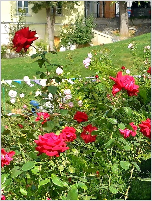 Прогулка по Москве. Розы в парке "Горка". - Ольга Довженко