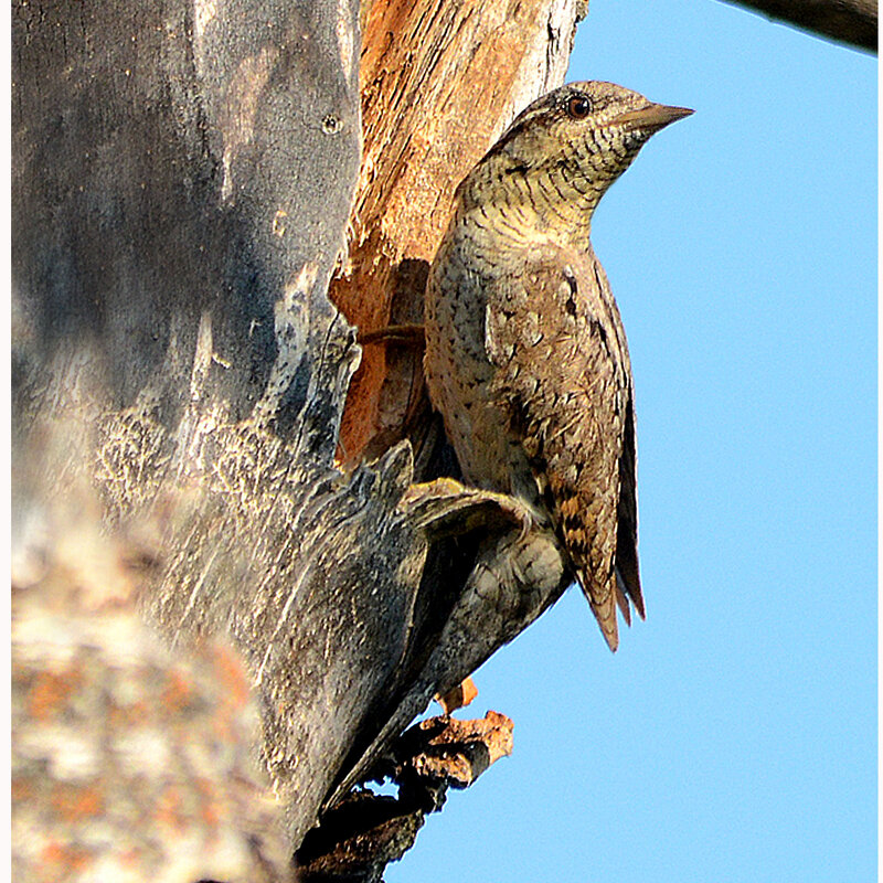 Вертишейка - Михаил Белоусов