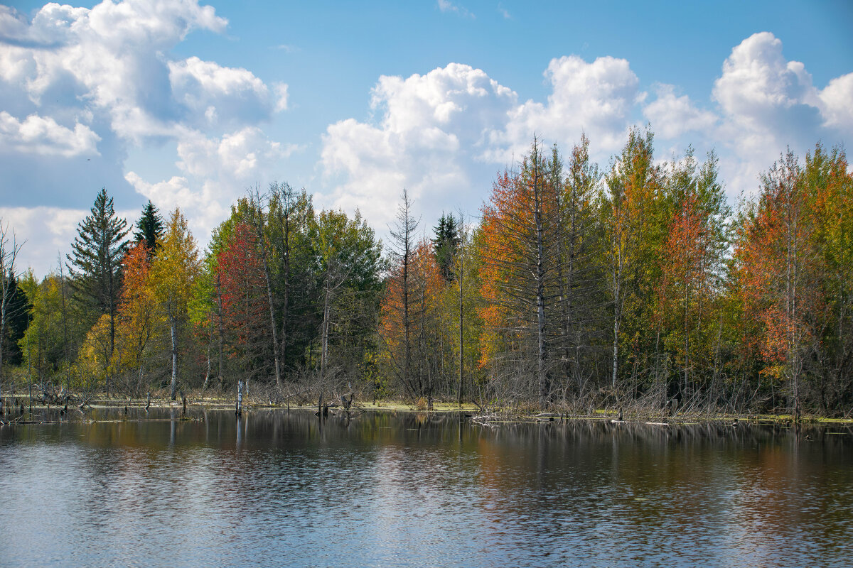- - Владимир Мигонькин