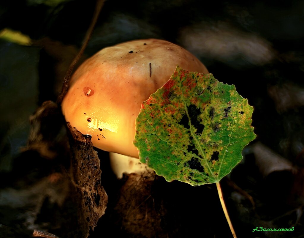 Грибные этюды... - Андрей Заломленков Грибные этюды... - Андрей Заломленков