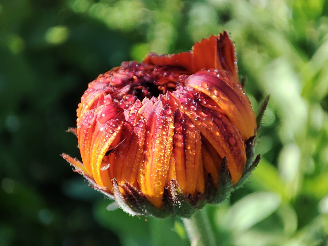 В утренней росе - Валентина Богатко 