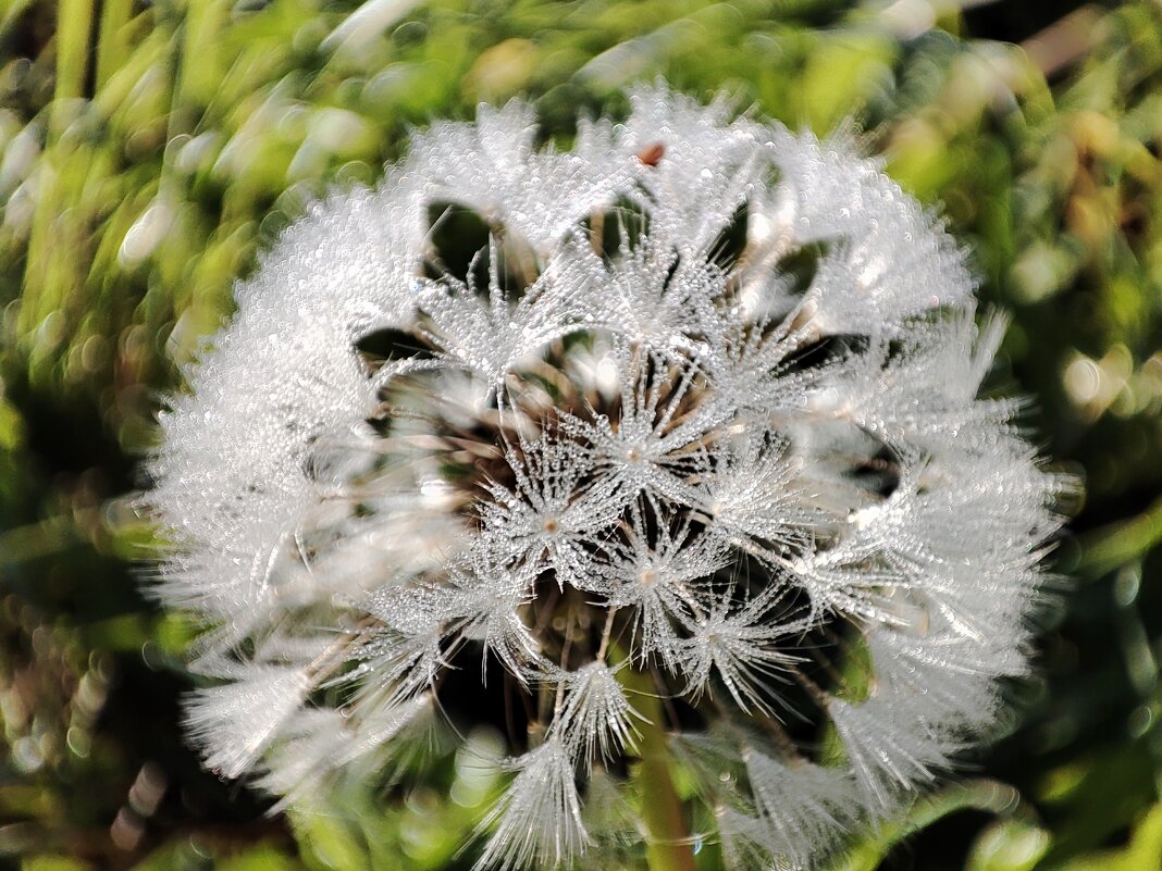 В росе - Валентина Богатко 
