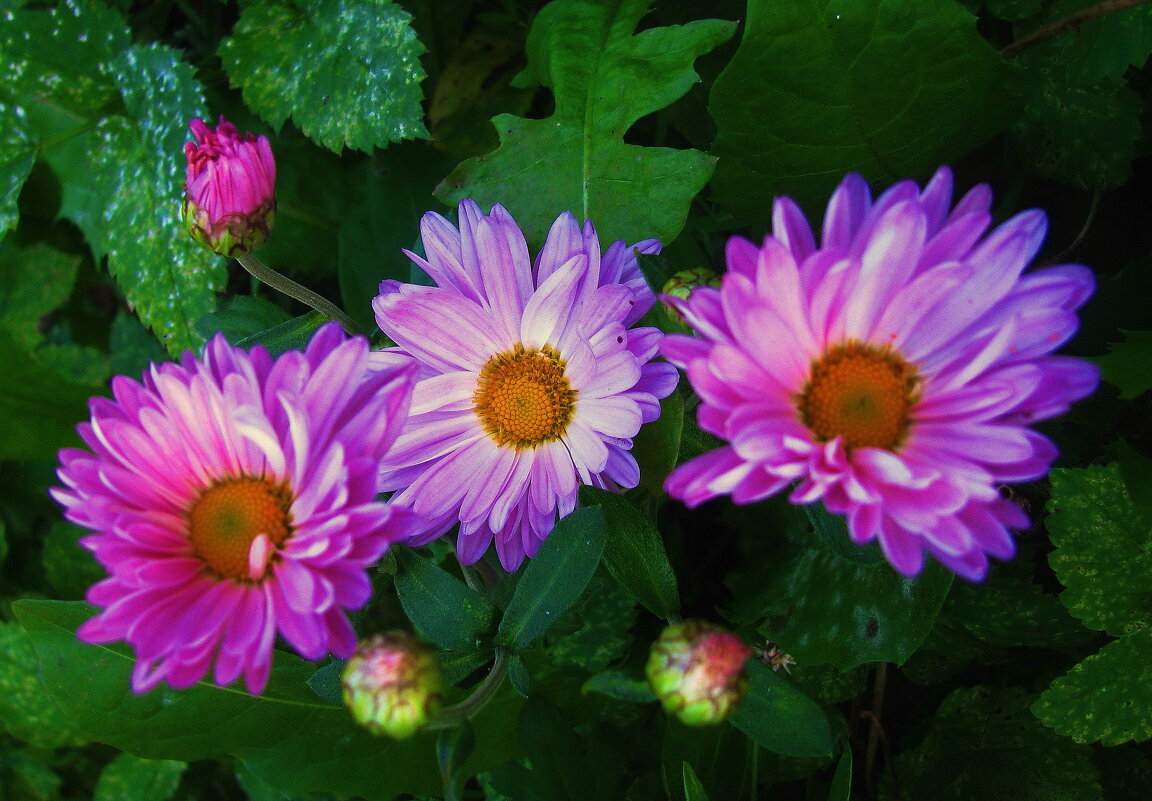 Хризантемы - Людмила Смородинская Хризантемы - Людмила Смородинская