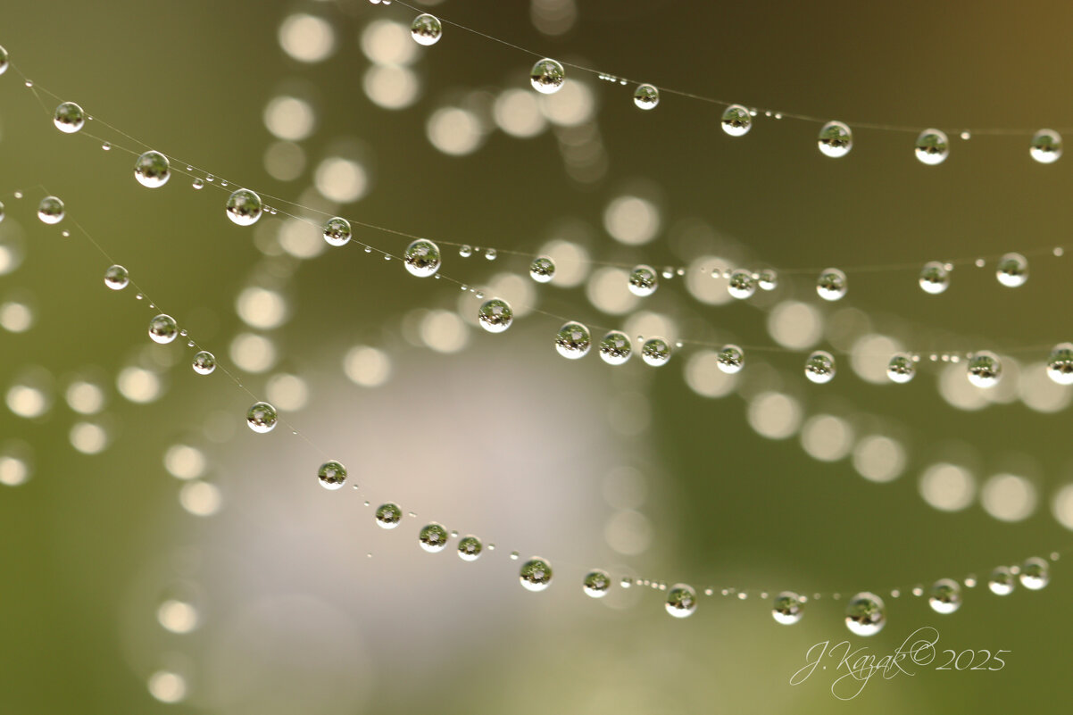 *** - Елена Kазак (selena1965)