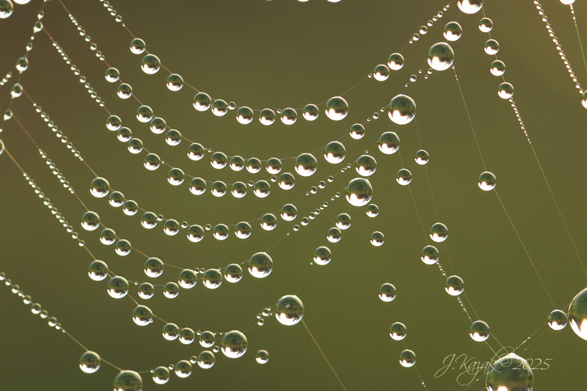 *** - Елена Kазак (selena1965)