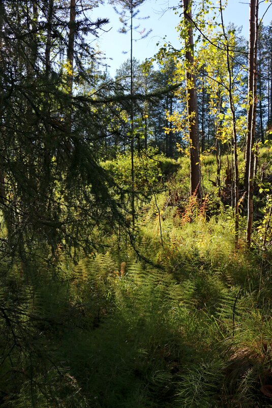 Осенние ковры - Ольга 