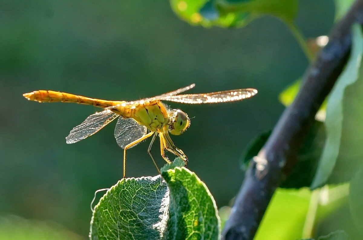 Макро мир вокруг нас... - Николай Саржанов Макро мир вокруг нас... - Николай Саржанов