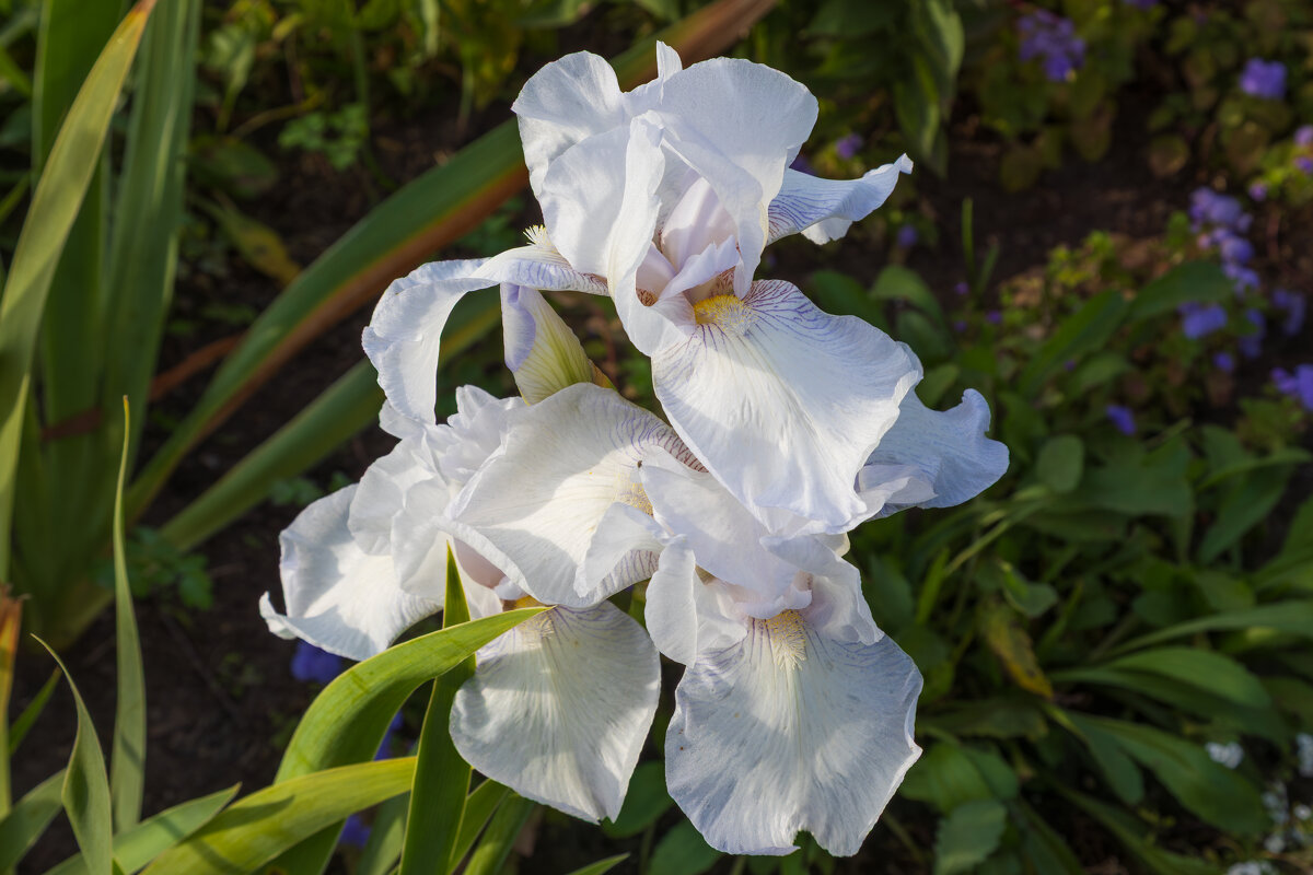 Москва. Кусково. Ирисы. - Борис Калитенко