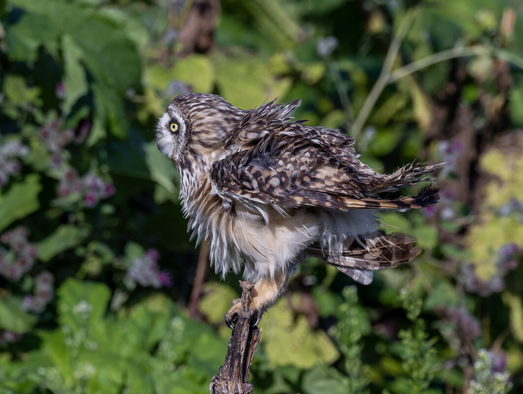 сова болотная. - юрий макаров