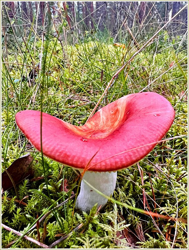 Сыроежка. - Валерия Комова