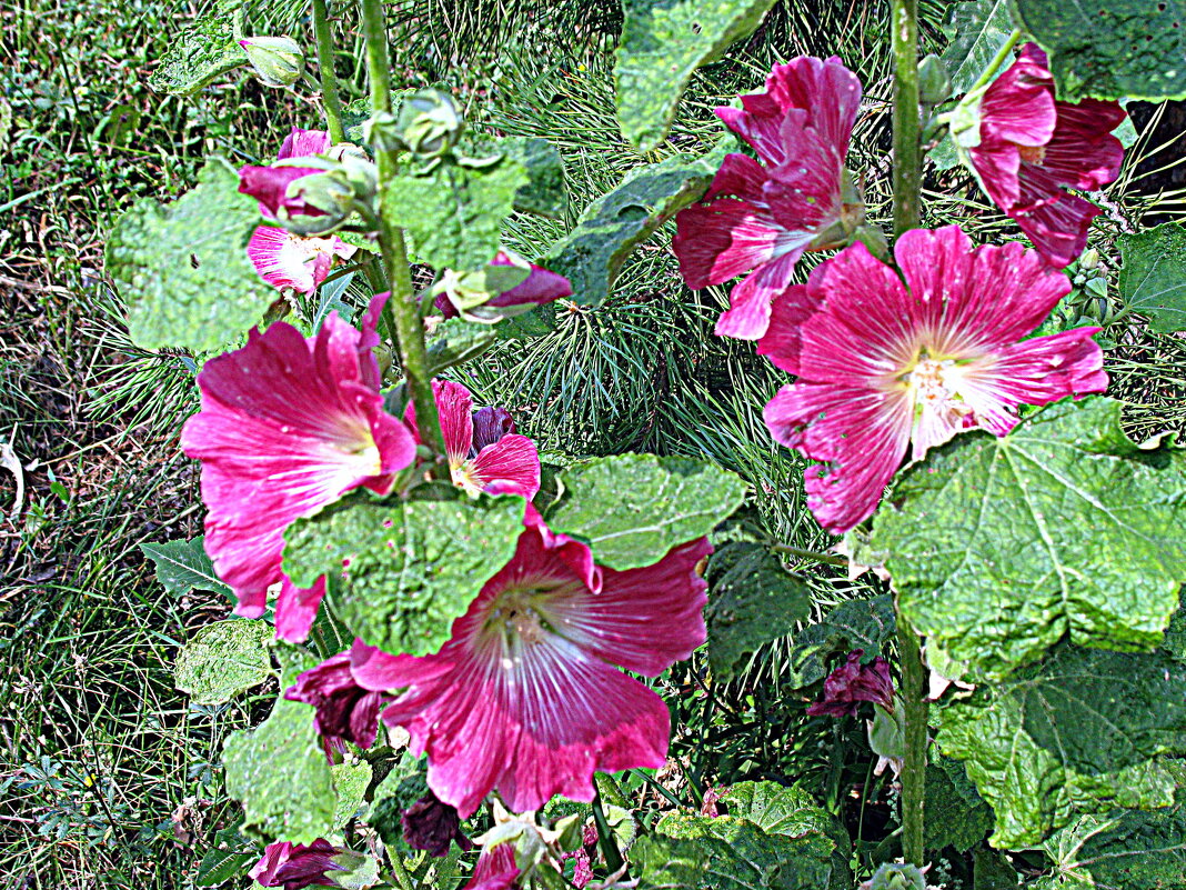 Цветы. - Владимир Драгунский